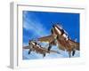 Into the Blue: Birdstrike! Two Schimitar Interceptors Taking Off-Wilf Hardy-Framed Giclee Print