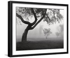 Into the Mist-Monte Nagler-Framed Art Print