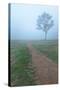 Into The Mist-Steve Gadomski-Stretched Canvas