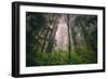 Into The Misty Redwood Forest, Humboldt Coast California Trees-Vincent James-Framed Photographic Print