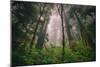 Into The Misty Redwood Forest, Humboldt Coast California Trees-Vincent James-Mounted Photographic Print