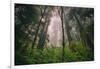 Into The Misty Redwood Forest, Humboldt Coast California Trees-Vincent James-Framed Photographic Print