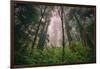 Into The Misty Redwood Forest, Humboldt Coast California Trees-Vincent James-Framed Photographic Print