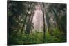 Into The Misty Redwood Forest, Humboldt Coast California Trees-Vincent James-Stretched Canvas