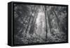 Into The Misty Woods California Redwoods-Vincent James-Framed Stretched Canvas