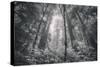 Into The Misty Woods California Redwoods-Vincent James-Stretched Canvas