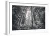 Into The Misty Woods California Redwoods-Vincent James-Framed Premium Photographic Print