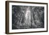 Into The Misty Woods California Redwoods-Vincent James-Framed Photographic Print