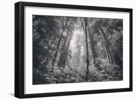 Into The Misty Woods California Redwoods-Vincent James-Framed Photographic Print