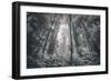 Into The Misty Woods California Redwoods-Vincent James-Framed Photographic Print