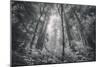 Into The Misty Woods California Redwoods-Vincent James-Mounted Photographic Print