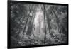 Into The Misty Woods California Redwoods-Vincent James-Framed Photographic Print