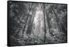 Into The Misty Woods California Redwoods-Vincent James-Framed Stretched Canvas