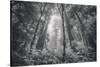 Into The Misty Woods California Redwoods-Vincent James-Stretched Canvas