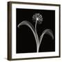 Into the Night I-Jim Wehtje-Framed Giclee Print