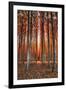 Into The Trees, Surreal Autumn Tree Farm in Eastern Oregon-Vincent James-Framed Photographic Print