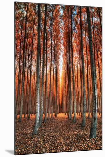 Into The Trees, Surreal Autumn Tree Farm in Eastern Oregon-Vincent James-Mounted Photographic Print