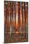 Into The Trees, Surreal Autumn Tree Farm in Eastern Oregon-Vincent James-Mounted Photographic Print