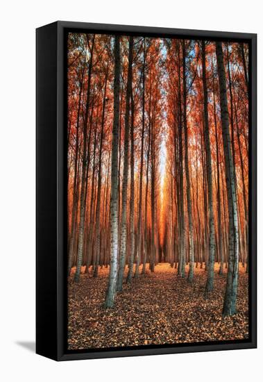 Into The Trees, Surreal Autumn Tree Farm in Eastern Oregon-Vincent James-Framed Stretched Canvas