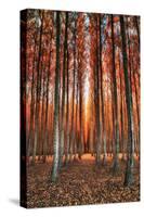 Into The Trees, Surreal Autumn Tree Farm in Eastern Oregon-Vincent James-Stretched Canvas