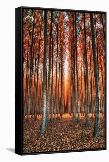 Into The Trees, Surreal Autumn Tree Farm in Eastern Oregon-Vincent James-Framed Stretched Canvas