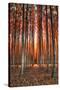 Into The Trees, Surreal Autumn Tree Farm in Eastern Oregon-Vincent James-Stretched Canvas