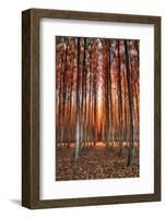 Into The Trees, Surreal Autumn Tree Farm in Eastern Oregon-Vincent James-Framed Photographic Print