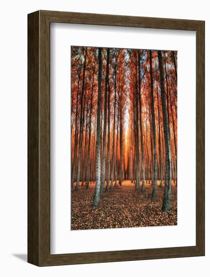 Into The Trees, Surreal Autumn Tree Farm in Eastern Oregon-Vincent James-Framed Photographic Print