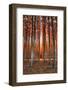 Into The Trees, Surreal Autumn Tree Farm in Eastern Oregon-Vincent James-Framed Photographic Print