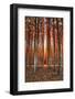 Into The Trees, Surreal Autumn Tree Farm in Eastern Oregon-Vincent James-Framed Photographic Print