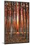 Into The Trees, Surreal Autumn Tree Farm in Eastern Oregon-Vincent James-Mounted Photographic Print