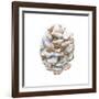 Into the Woods Pinecone I-Emily Adams-Framed Art Print