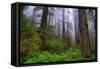 Into The Woods, Redwood Coast, Northern California-Vincent James-Framed Stretched Canvas