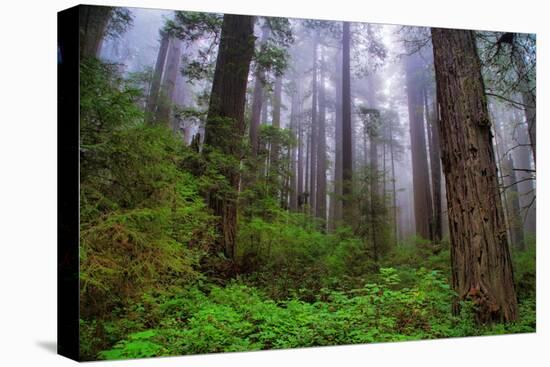 Into The Woods, Redwood Coast, Northern California-Vincent James-Stretched Canvas