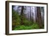 Into The Woods, Redwood Coast, Northern California-Vincent James-Framed Photographic Print