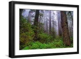 Into The Woods, Redwood Coast, Northern California-Vincent James-Framed Photographic Print