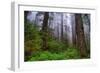 Into The Woods, Redwood Coast, Northern California-Vincent James-Framed Photographic Print