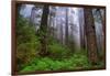 Into The Woods, Redwood Coast, Northern California-Vincent James-Framed Photographic Print