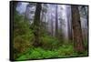 Into The Woods, Redwood Coast, Northern California-Vincent James-Framed Stretched Canvas