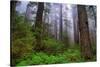 Into The Woods, Redwood Coast, Northern California-Vincent James-Stretched Canvas