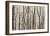 Into the Woods-Kyle Webster-Framed Premium Giclee Print