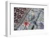 Intricate Batik Wax Resist Floral Pattern on Traditional Javanese Sarong-Annie Owen-Framed Photographic Print