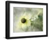 Intrigued-Janet Slater-Framed Photographic Print