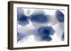 Intrinsic in Indigo-Hannah Carlson-Framed Art Print