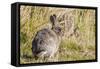 Introduced Adult European Rabbit (Oryctolagus Cuniculus)-Michael Nolan-Framed Stretched Canvas