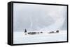 Inuit Hunter Walking His Dog Team on the Sea Ice in a Snow Storm, Greenland, Denmark, Polar Regions-Louise Murray-Framed Stretched Canvas