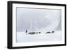 Inuit Hunter Walking His Dog Team on the Sea Ice in a Snow Storm, Greenland, Denmark, Polar Regions-Louise Murray-Framed Photographic Print