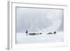 Inuit Hunter Walking His Dog Team on the Sea Ice in a Snow Storm, Greenland, Denmark, Polar Regions-Louise Murray-Framed Photographic Print