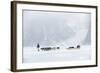 Inuit Hunter Walking His Dog Team on the Sea Ice in a Snow Storm, Greenland, Denmark, Polar Regions-Louise Murray-Framed Photographic Print