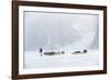 Inuit Hunter Walking His Dog Team on the Sea Ice in a Snow Storm, Greenland, Denmark, Polar Regions-Louise Murray-Framed Photographic Print